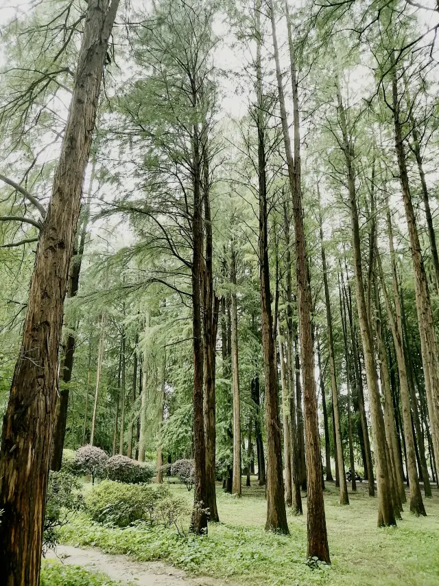 Leisurely visiting Nanjing Zhongshan Botanical Garden