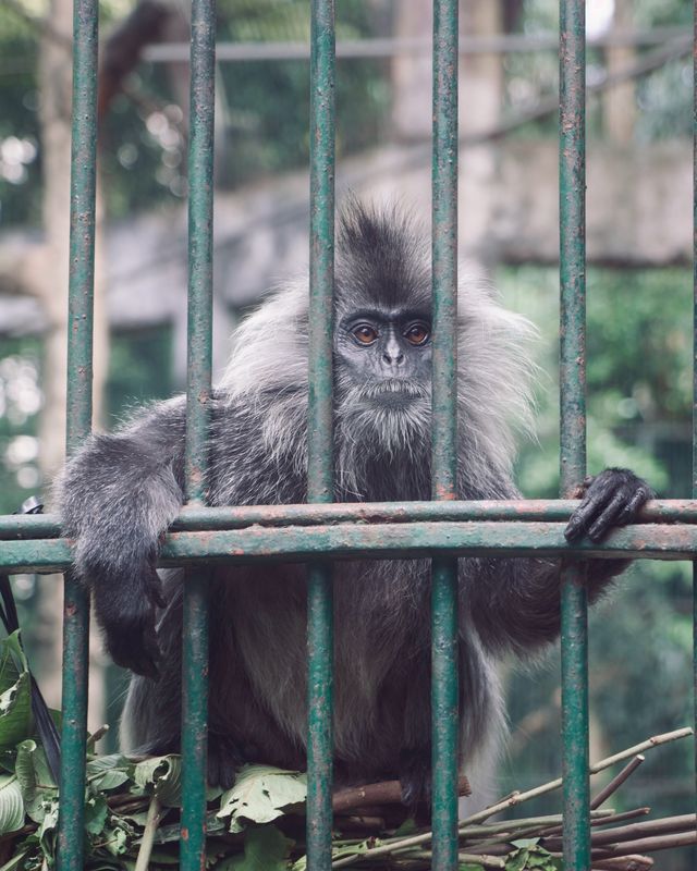 泰國遛孩子好去處 | 強烈推薦綠山動物園！