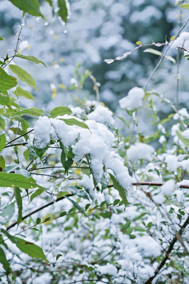 @福建人，難遇南方的今天打雪仗了嗎