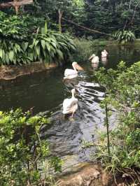 新加坡-新加坡動物園