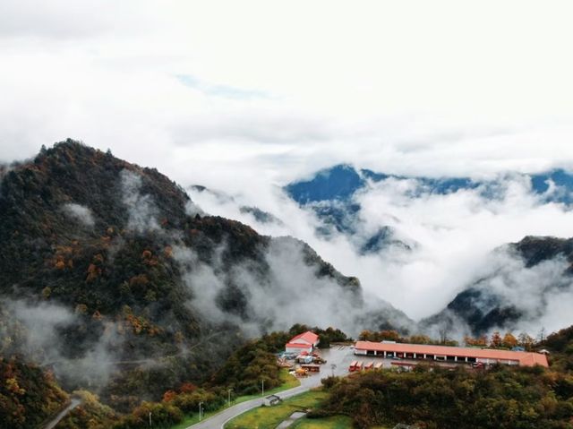 半山彩林半山雪，一起去西岭賞個秋