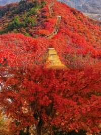 北京香山｜再過幾天北京的紅葉就要封神