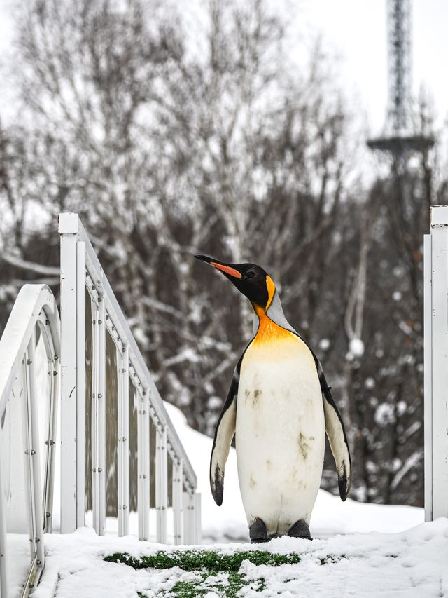 來旭川動物園必知的6件事！