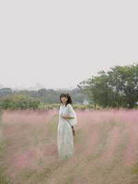 深圳秋日粉黛花海浪漫在山野