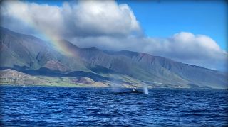 Maui, the least recommended island in Hawaii