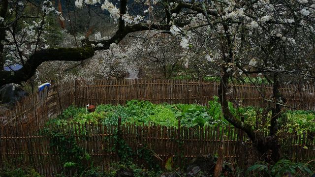 清遠陽山水浪花谷賞百畝李花，原生態峰林石山鄉村