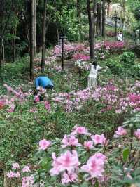 廣州春日限定的這條花路，我先走了
