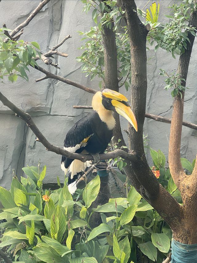 在武漢·武漢動物園新手入園攻