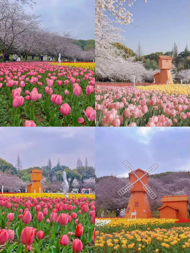 For the next month, Suzhou will be like this (with a flower viewing guide)