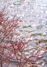 別錯過！玄武湖的櫻花季節即將來臨
