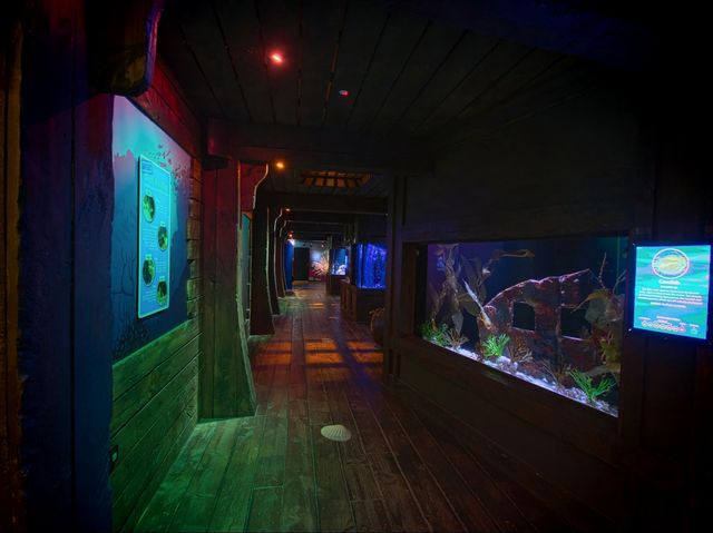陽光海岸水族館 | 開啟奇妙的海底之旅
