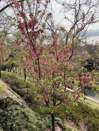 龜山公園的山櫻