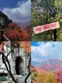 看萬山紅遍，層林盡染