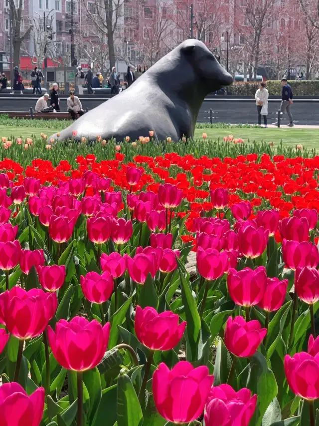 City Park Guide, the tulips in Jing'an Sculpture Park are in full bloom