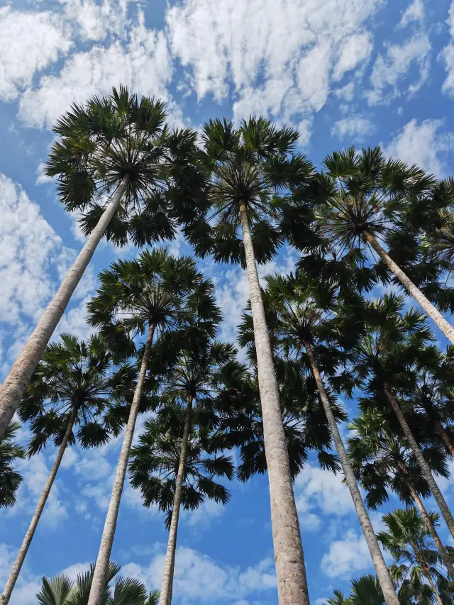 阿佤山探秘27：中科院植物園