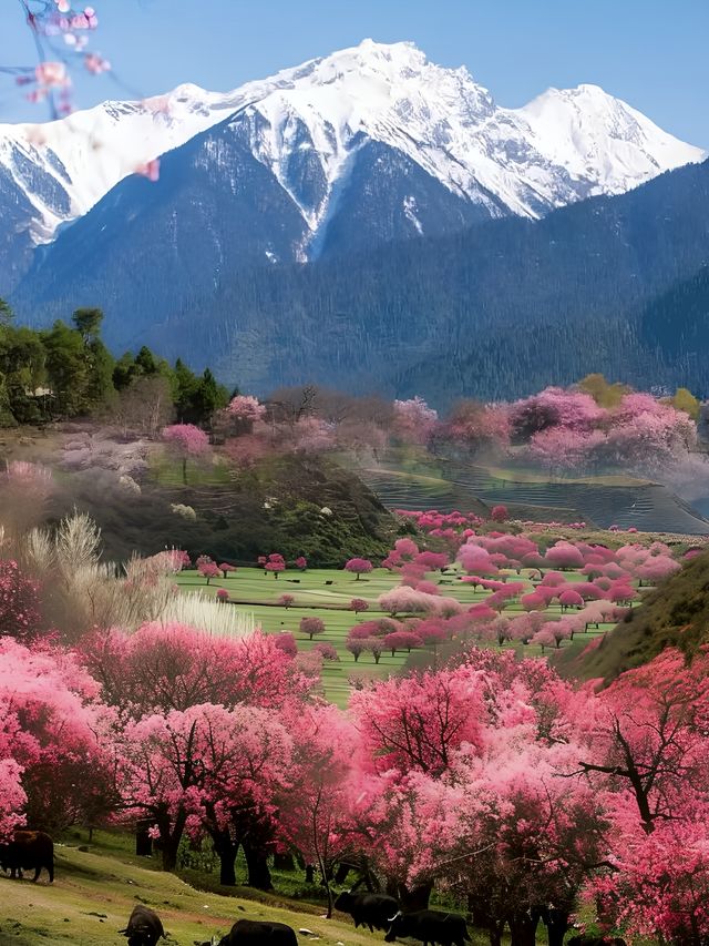 西藏·林芝｜赴一場雪山與桃花的浪漫之約