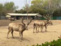 濟南一日遊好去處｜動物園裡有什麼