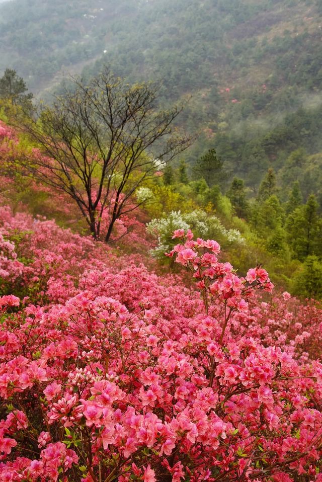 武漢黃坡雲霧山映山紅，驚豔了整個春天！