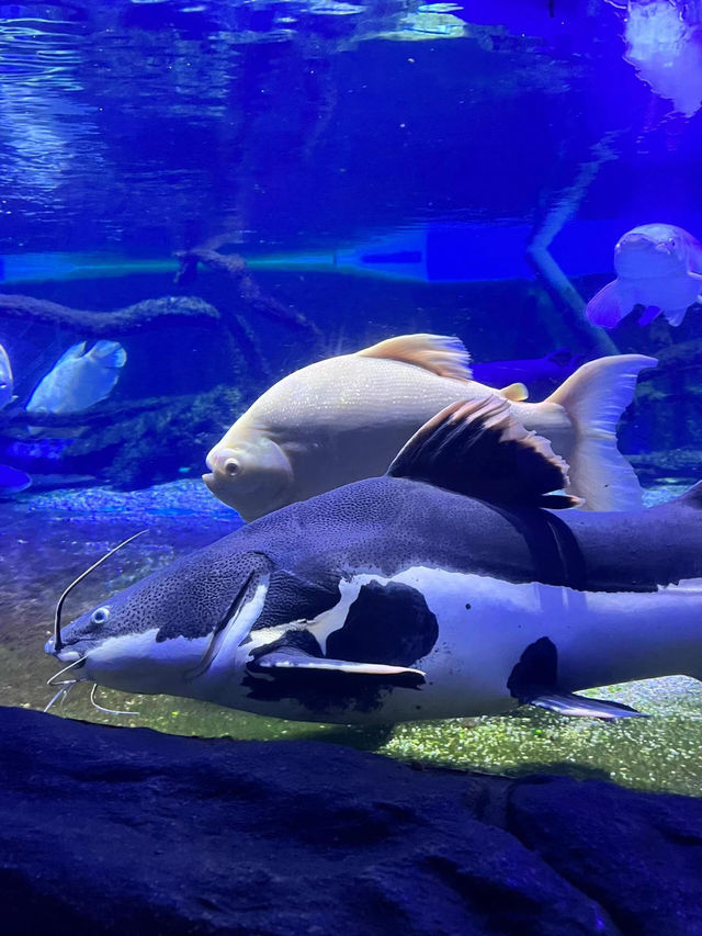 打卡蓮花峰，看海洋海洋館