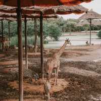 Best experience safari wildlife park 🌸🇹🇭