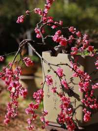 昆明郊野公園｜百花齊放，賞花旅行必看！（附攻略）