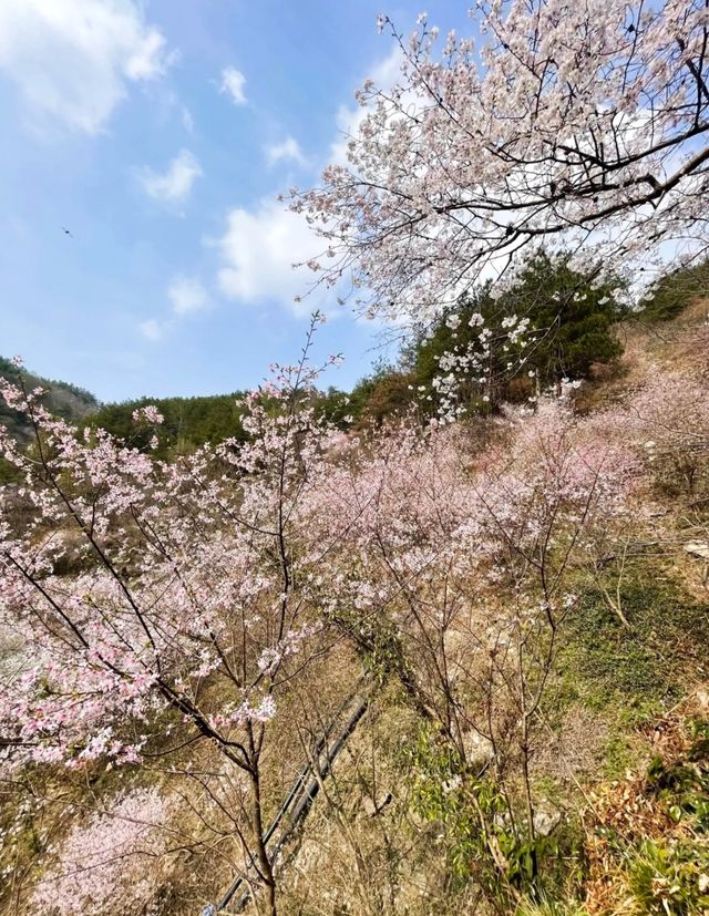 武漢清涼寨3200餘畝野櫻花競相綻放