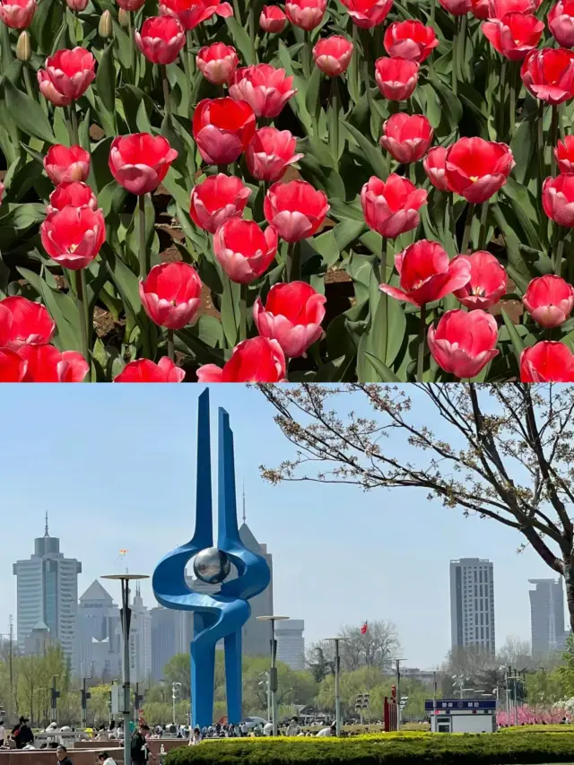 The tulips in Jinan are blooming! Right at Quancheng Square!