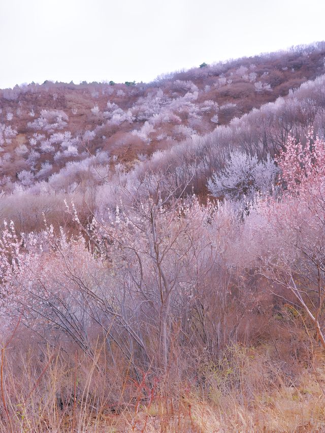 北京徒步踏青賞花無難度路線｜醜兒嶺