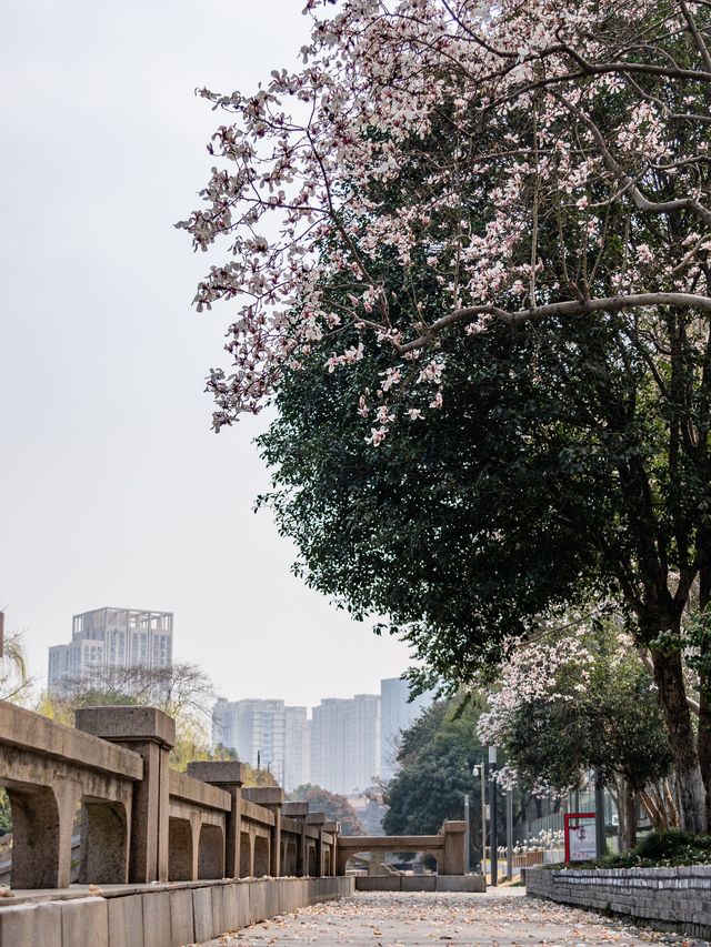 常州玉蘭花地圖三月頂流