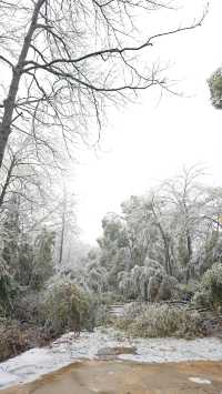 最美雪景｜春天冻雨覆蓋下的東林寺淨土苑