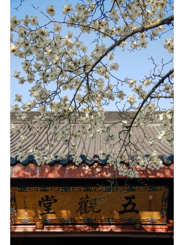 法喜寺500年的玉蘭開了，美住了整個春天