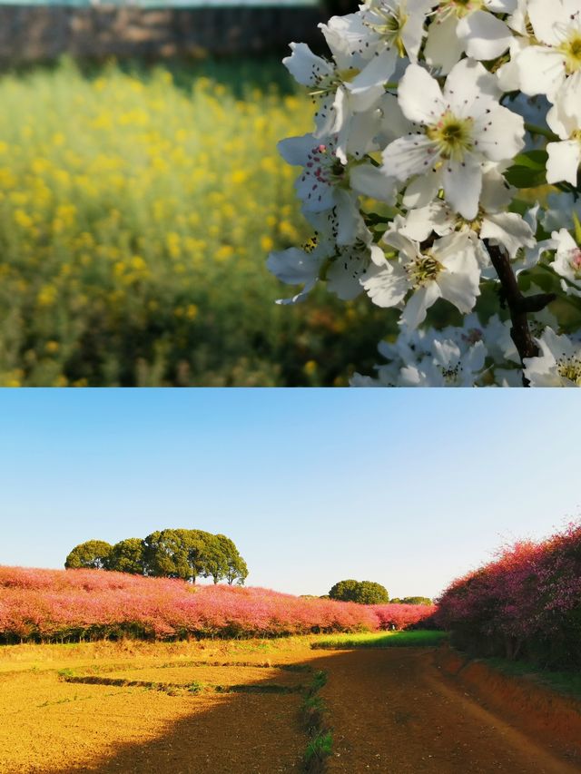 貴州美景多，景點免門票|清鎮平壩兩日遊攻略