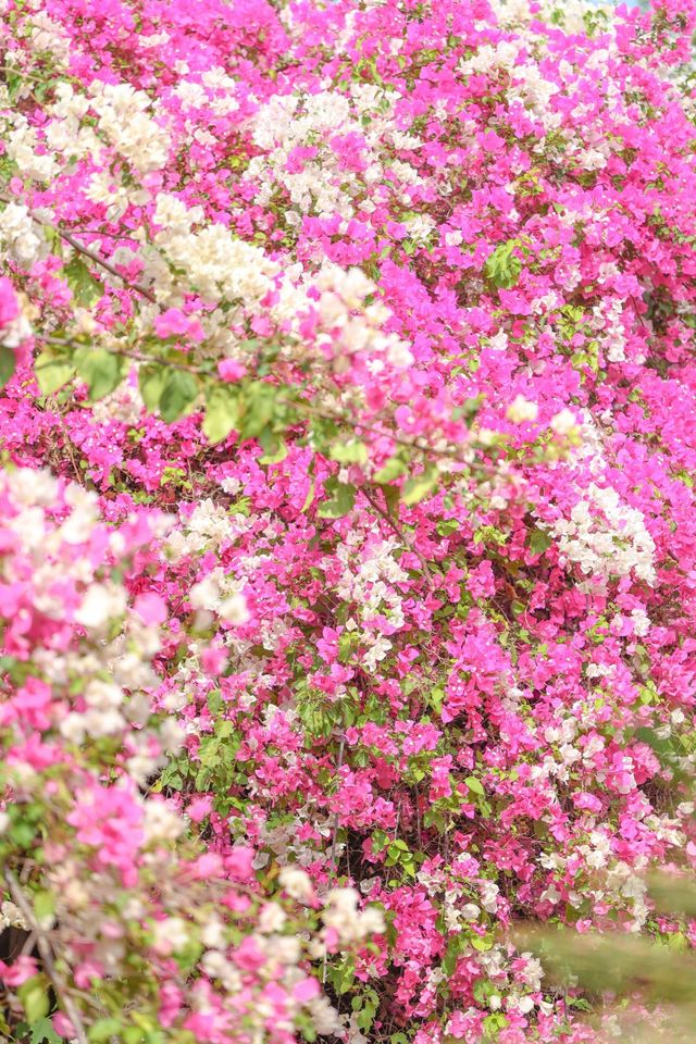 攀枝花河門口公園的三角梅盛開啦！