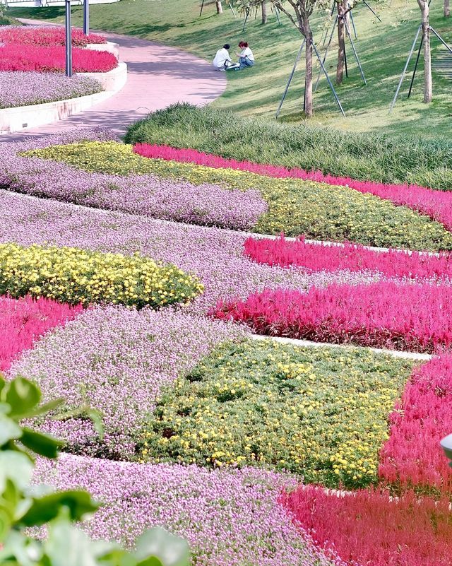 深圳女娲海濱公園/赴一場“花”“海”之約