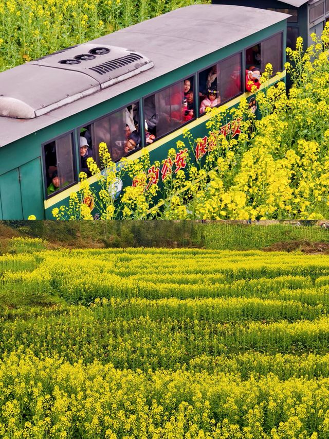 2024嘉陽小火車+油菜花！現在去正是時候|||​主題