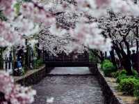 Ogi Hanami Happienes