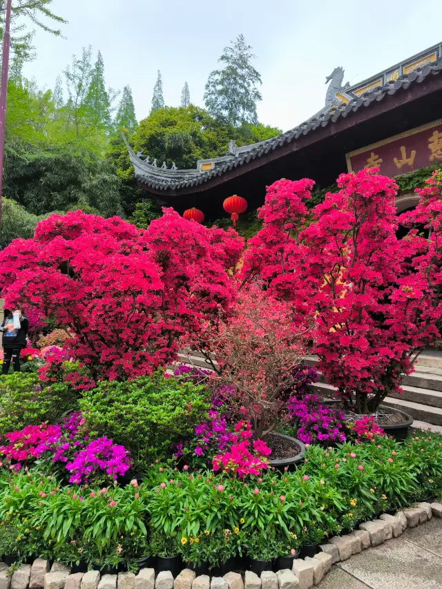 A great place to enjoy the spring and admire the flowers is Wuxi's Jichang Garden