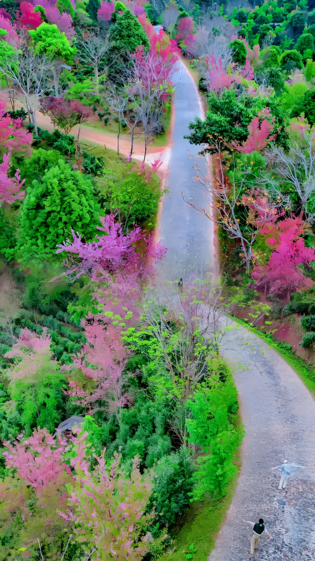 The Cherry Blossom Road Hidden on the Yunnan Border | I hereby declare it divine