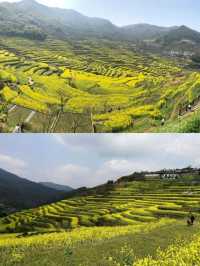 紹興覆卮山景區賞油菜花