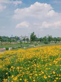 騎行尋寶！成都玉石濕地公園，邂逅超大規模花海