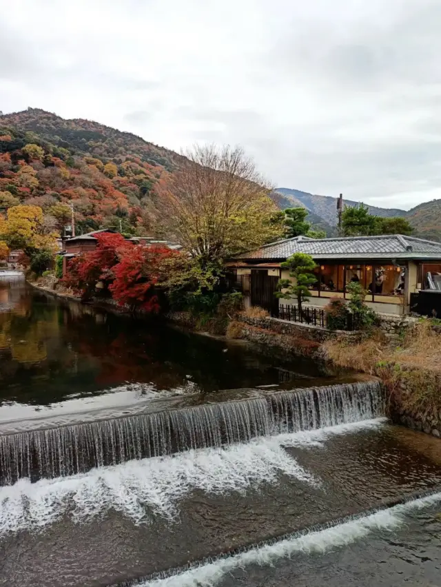 Half day Tour to Arashiyama and forest 🌳🇯🇵