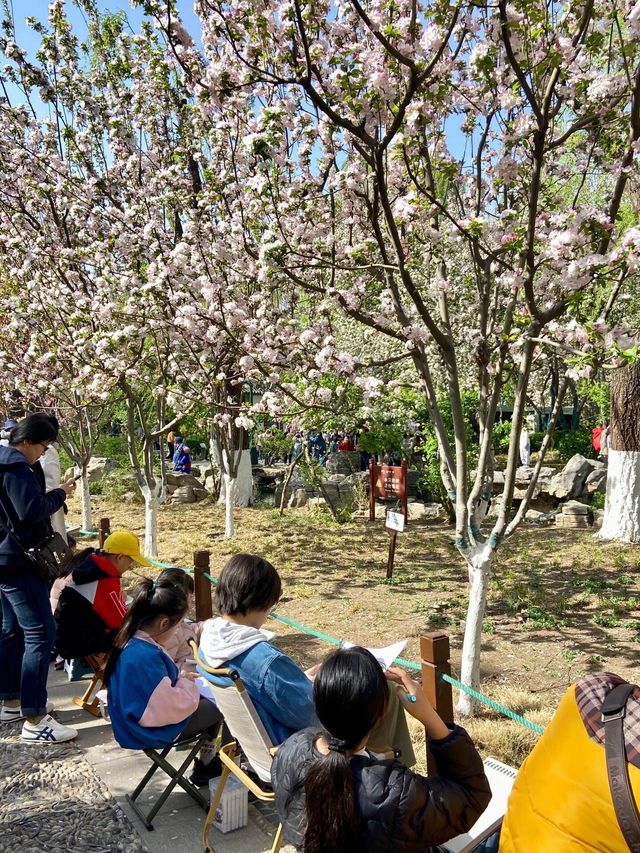 我在濟南看到了李清照筆下的絕美海棠花