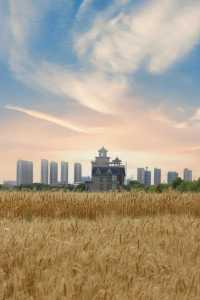 你能想像到杭州這裡有一大片麥田嗎？