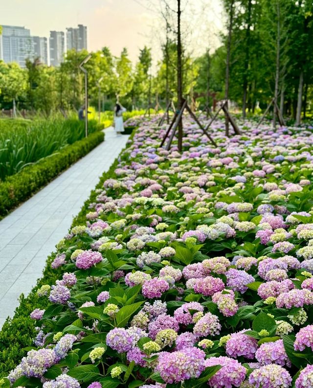 這裡就是人又少又免費的繡球花海