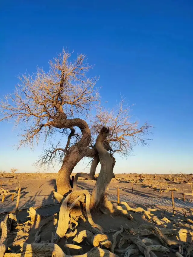 Travel and Photography in the Golden Autumn of Northwest China: A Journey to the Populus Euphratica Forest in Ejina Banner.