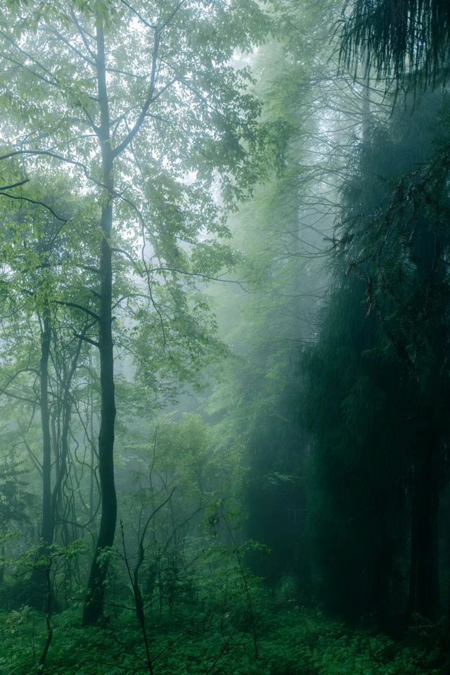神瀑溝後山