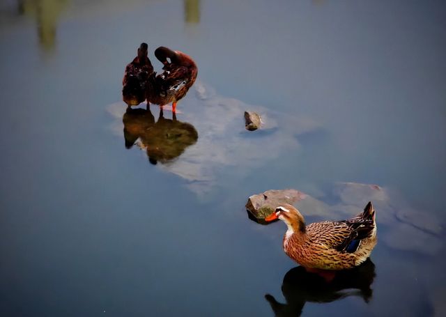 天津夏日賞荷好去處—天津水上公園。