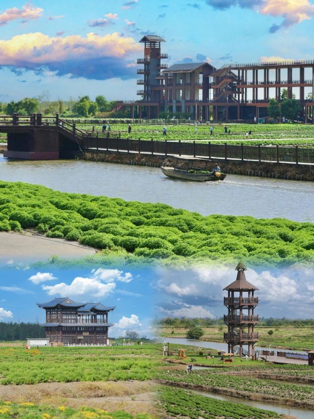 泰州興化|一座被嚴重低估的寶藏小城。