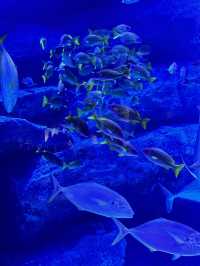 The Super Family Friendly Sumida Aquarium, The Wonders Of the Deep In Tokyo!