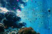 【海洋奇觀】達拉斯世界水族館｜探索美國德克薩斯州的海底世界。